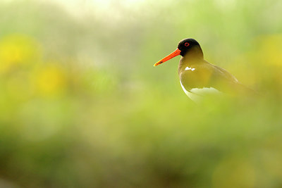 BUITEN BEELD Foto: 64883