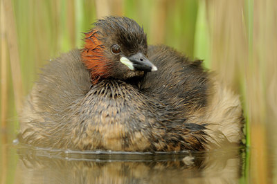 BUITEN BEELD Foto: 64887