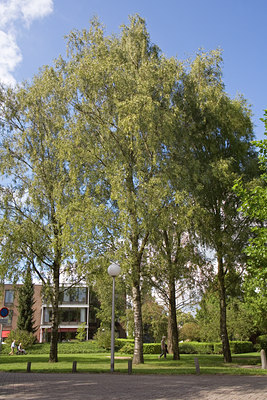 BUITEN BEELD Foto: 64902
