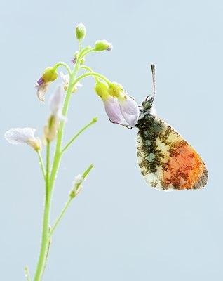BUITEN BEELD Foto: 64942