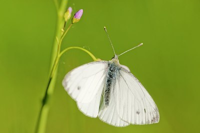 BUITEN BEELD Foto: 64948