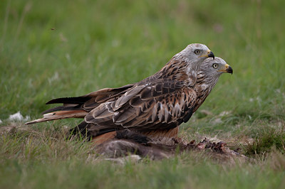 BUITEN BEELD Foto: 64972