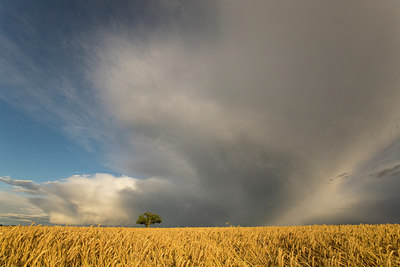 BUITEN BEELD Foto: 64984