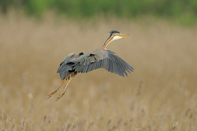 BUITEN BEELD Foto: 65070