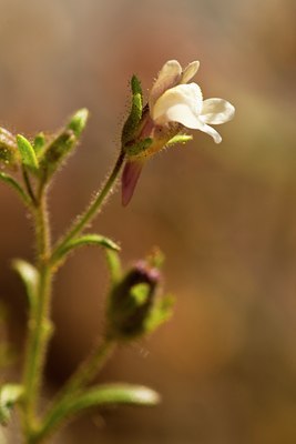 BUITEN BEELD Foto: 65077