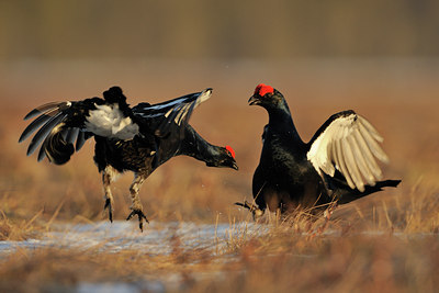 BUITEN BEELD Foto: 65087