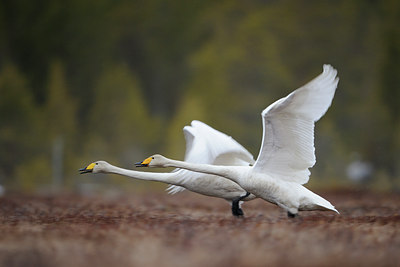 BUITEN BEELD Foto: 65102