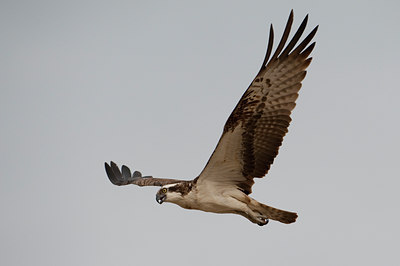 BUITEN BEELD Foto: 65184