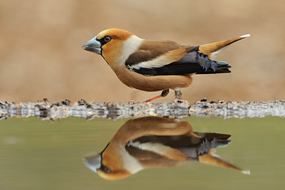 BUITEN BEELD Foto: 65223