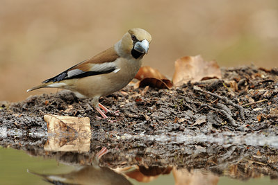 BUITEN BEELD Foto: 65226