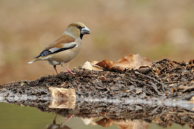 BUITEN BEELD Foto: 65227
