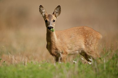 BUITEN BEELD Foto: 65230