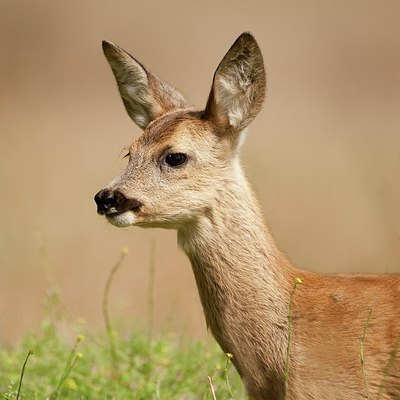 BUITEN BEELD Foto: 65233