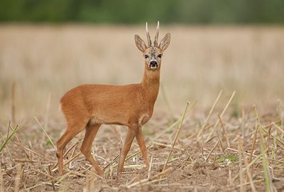 BUITEN BEELD Foto: 65235