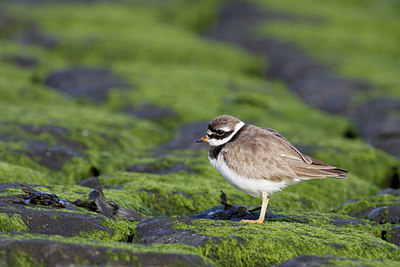 BUITEN BEELD Foto: 65240