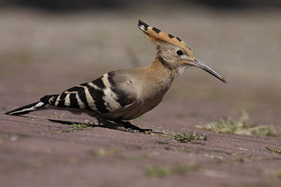 BUITEN BEELD Foto: 65250
