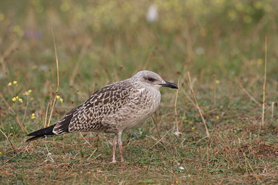 BUITEN BEELD Foto: 65259