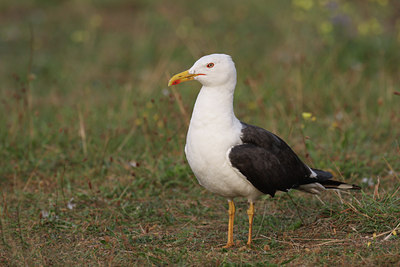 BUITEN BEELD Foto: 65261