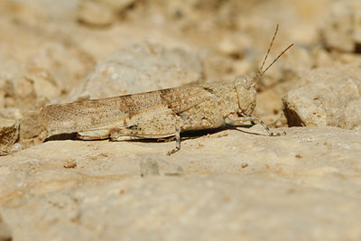 BUITEN BEELD Foto: 65309