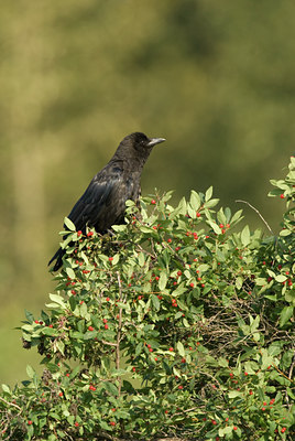 BUITEN BEELD Foto: 65405