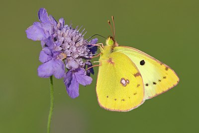 BUITEN BEELD Foto: 65407