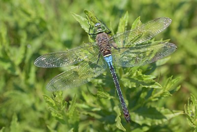 BUITEN BEELD Foto: 65410