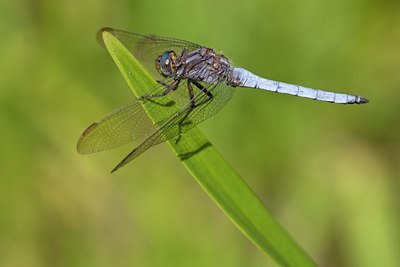 BUITEN BEELD Foto: 65420