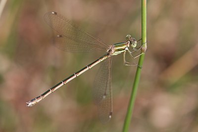 BUITEN BEELD Foto: 65424