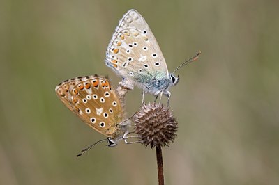 BUITEN BEELD Foto: 65425