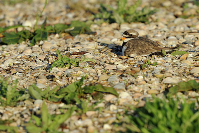 BUITEN BEELD Foto: 65437
