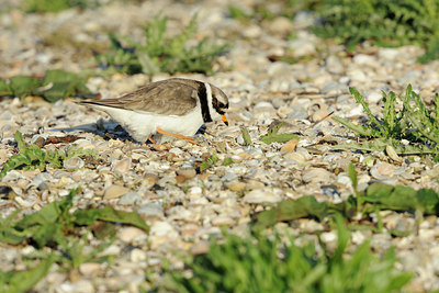 BUITEN BEELD Foto: 65439