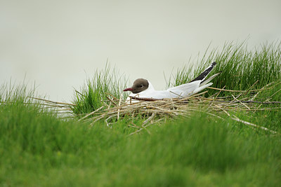 BUITEN BEELD Foto: 65442