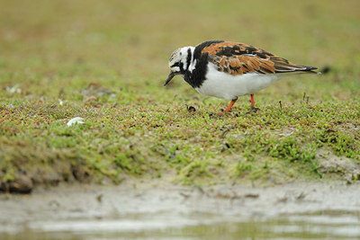 BUITEN BEELD Foto: 65445