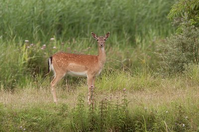 BUITEN BEELD Foto: 65450