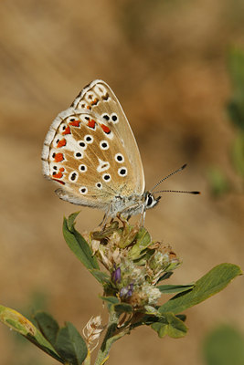 BUITEN BEELD Foto: 65461