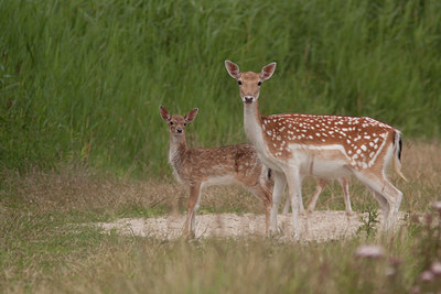 BUITEN BEELD Foto: 65464