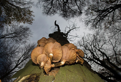 BUITEN BEELD Foto: 65531