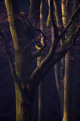 BUITEN BEELD Foto: 65538