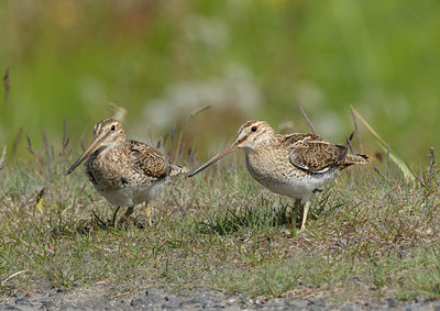 BUITEN BEELD Foto: 65573
