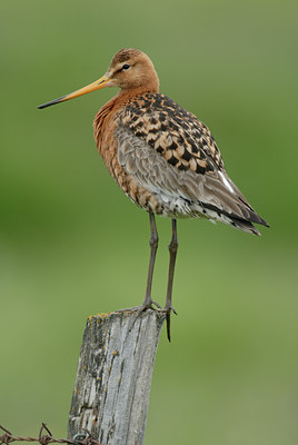 BUITEN BEELD Foto: 65578
