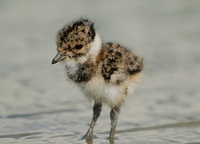 BUITEN BEELD Foto: 65588