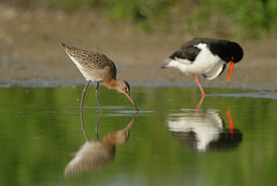 BUITEN BEELD Foto: 65590