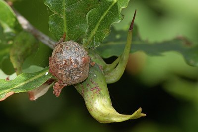 BUITEN BEELD Foto: 65631