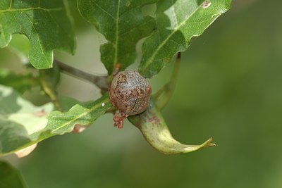 BUITEN BEELD Foto: 65633