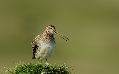 BUITEN BEELD Foto: 65660