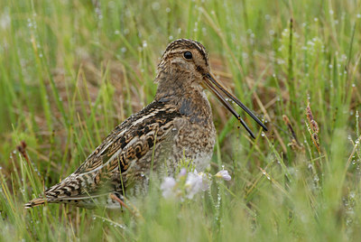 BUITEN BEELD Foto: 65661