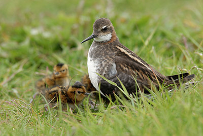 BUITEN BEELD Foto: 65684