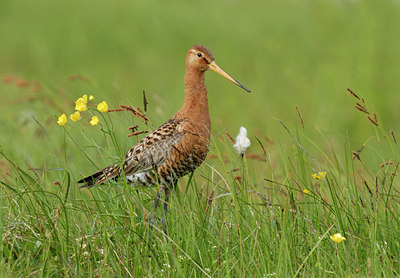 BUITEN BEELD Foto: 65692
