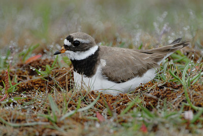 BUITEN BEELD Foto: 65697