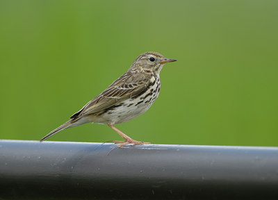 BUITEN BEELD Foto: 65699